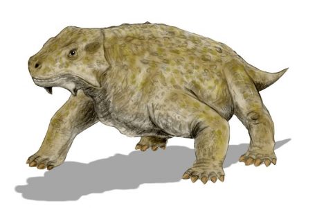 Bradysaurus