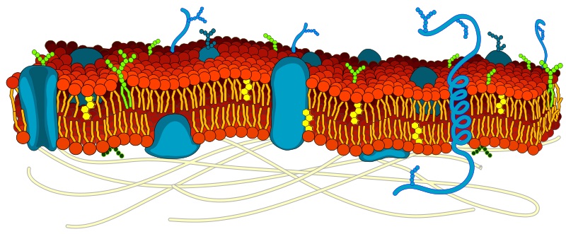 lipid bilayer definition