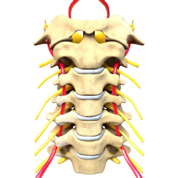 Cervical Vertebrae - Definition, Function & Structure | Biology Dictionary