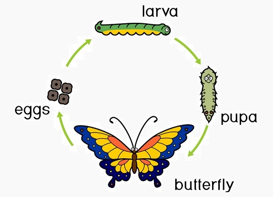Complete Metamorphosis: Definition and Examples | Biology Dictionary