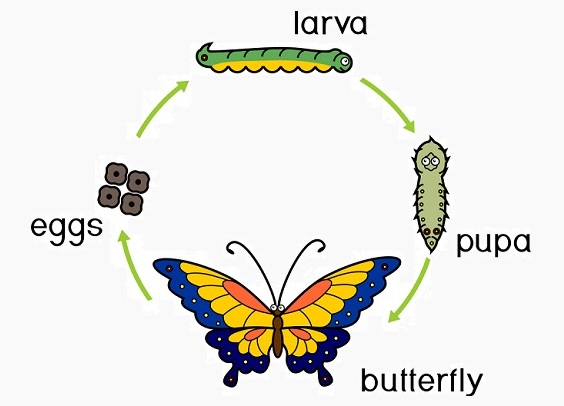 Complete And Incomplete Metamorphosis Worksheet