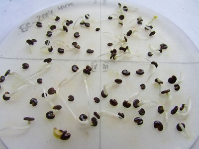 Controlled Variable - Definition and Examples | Biology Dictionary