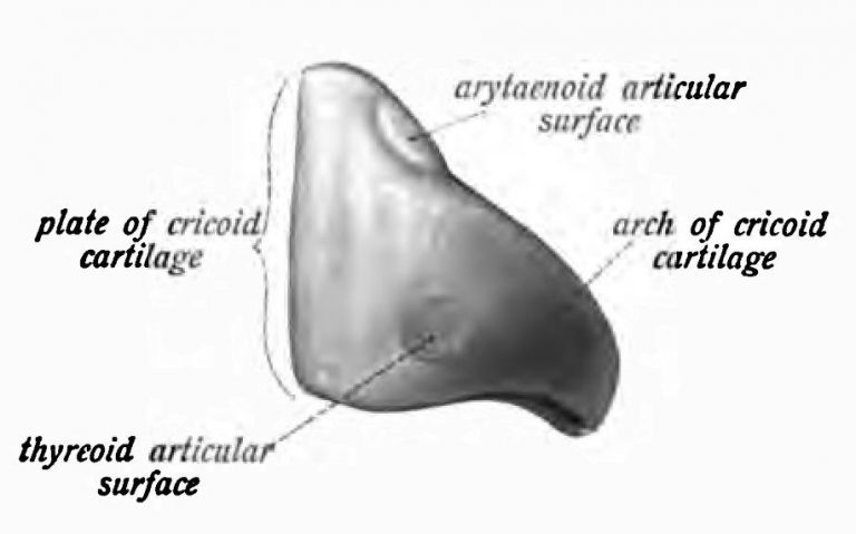 Cricoid Cartilage Definition And Function Biology Dictionary