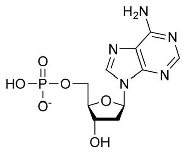 Deoxyadenosine monophosphate
