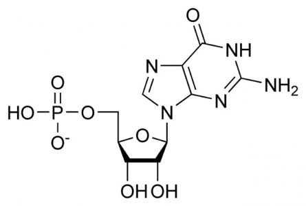 Deoxyguanosine monophosphate