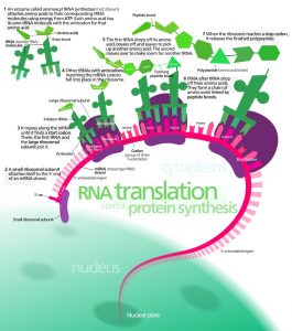 Diagram of RNA translation