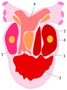 Diagram of an amphibian heart