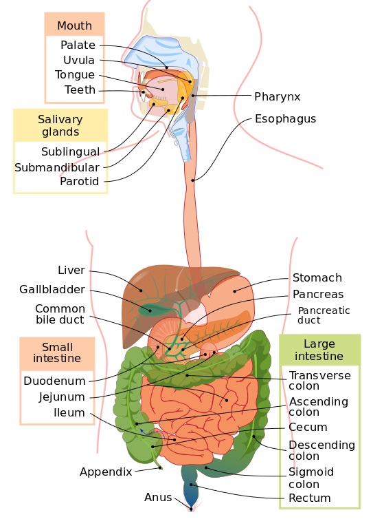 Digestive System Fun Facts  