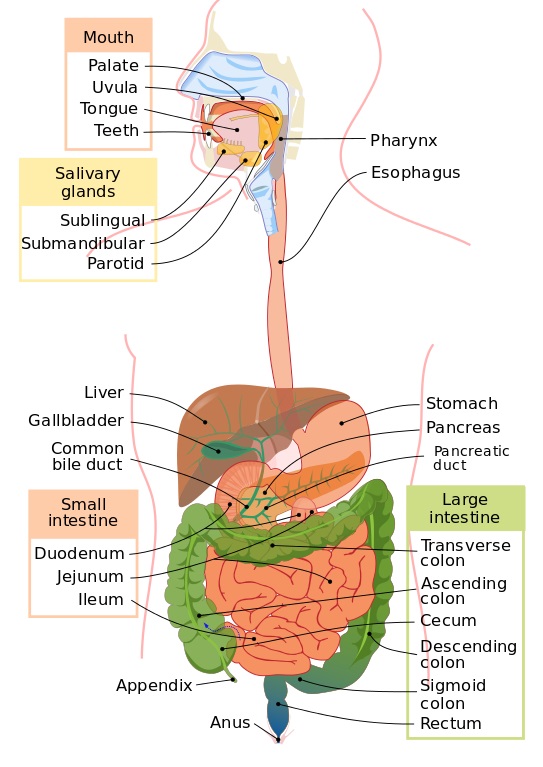 The Diagram Of The Digestive System