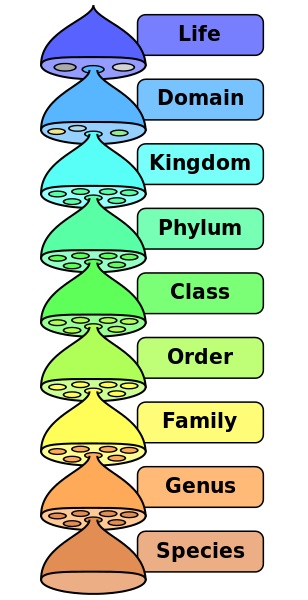 What are the 3 domains of life and their characteristics? Three Domain  Classification by Carl Woese