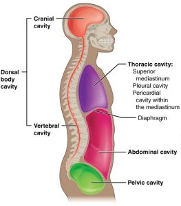 Dorsal Cavity - Definition, Organs and Function | Biology Dictionary