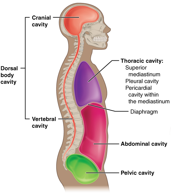 Thoracic Cavity Definition Anatomy