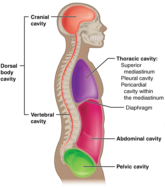 Dorsal Cavity  