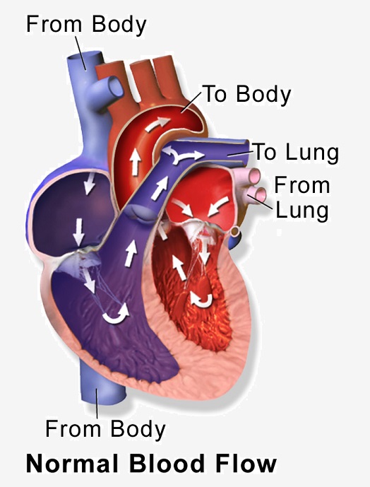 diagram of the circulatory system for 5th grade