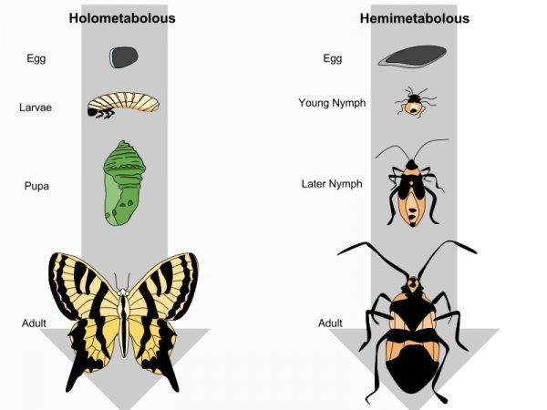 Complete Metamorphosis: Definition And Examples | Biology Dictionary