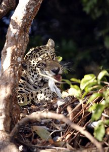 Jaguar with prey