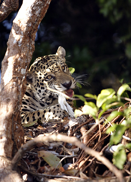 download predator jaguar