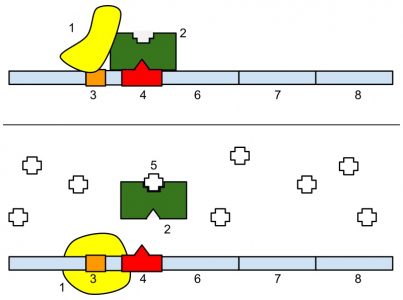 Lac Operon