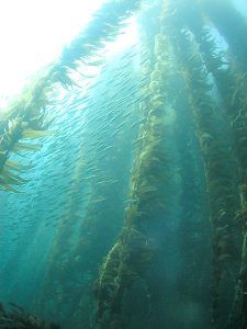 Largest algae