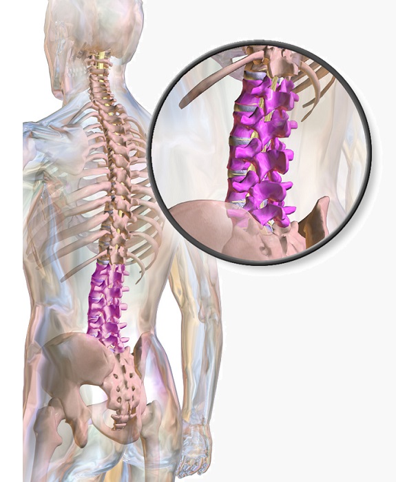 Lumbar Spine Meaning In Telugu