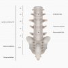 Zygomatic Arch (Zygoma, Cheek Bone): Definition & Quiz | Biology Dictionary