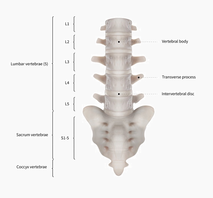 lumbar vertebrae diagram