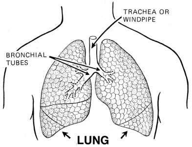 Lung