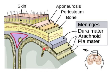 Meninges of the central nervous parts