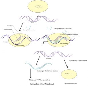 Production of mRNA strand