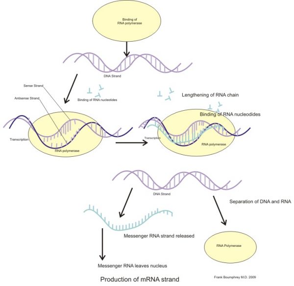 Proteins and Nucleic Acids | Biology Dictionary