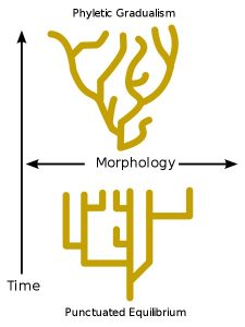 Punctuated equilibrium