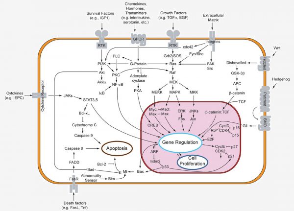 Types and Stages of Cell Signaling | Biology Dictionary