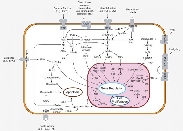 Types And Stages Of Cell Signaling | Biology Dictionary