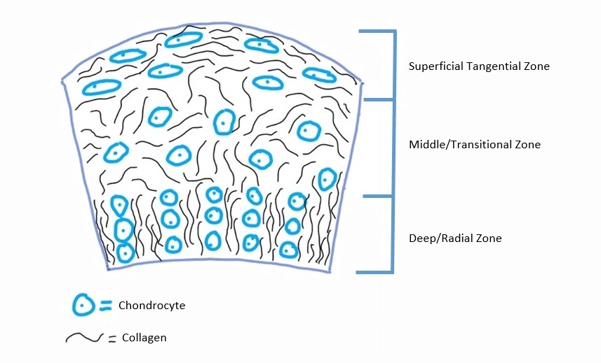 Articular Cartilage Definition And Function Biology Dictionary