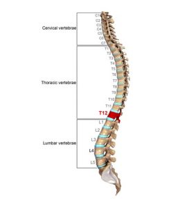 Thoracic Vertebrae