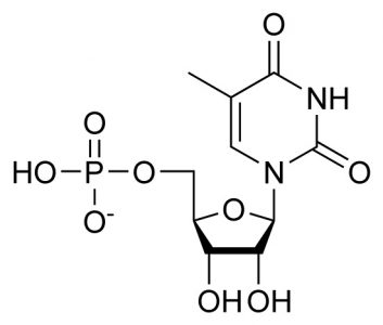 Thymidine monophosphate