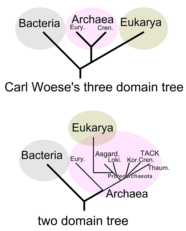 exemples de domaines eucarya