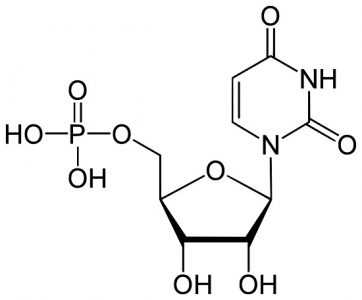 Uridine monophosphate