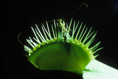 Venus Fly Trap