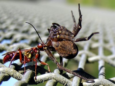 Wasp and spider