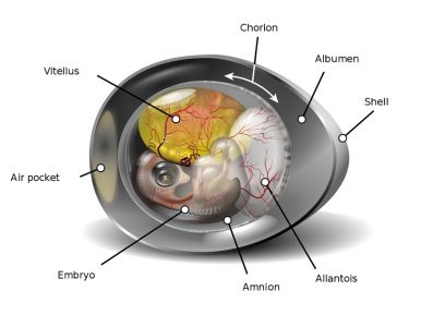 Amniotes - Chicken egg