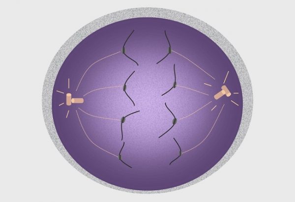 Anaphase I - Definition, Process and Quiz | Biology Dictionary