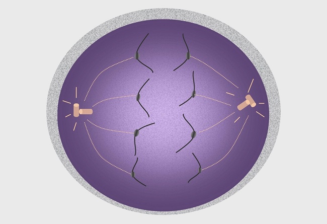 Anaphase I  