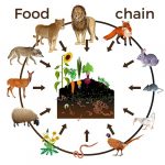 Primary Consumer - Definition And Examples | Biology Dictionary