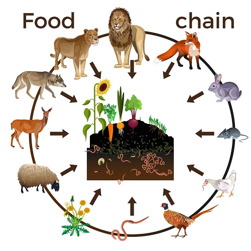 consumer science animals