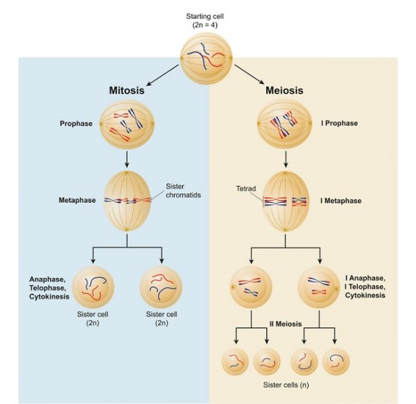 Anaphase I - Definition, Process and Quiz | Biology Dictionary