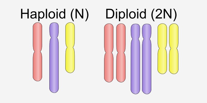 Prophase I Definition Stages And Quiz Biology Dictionary