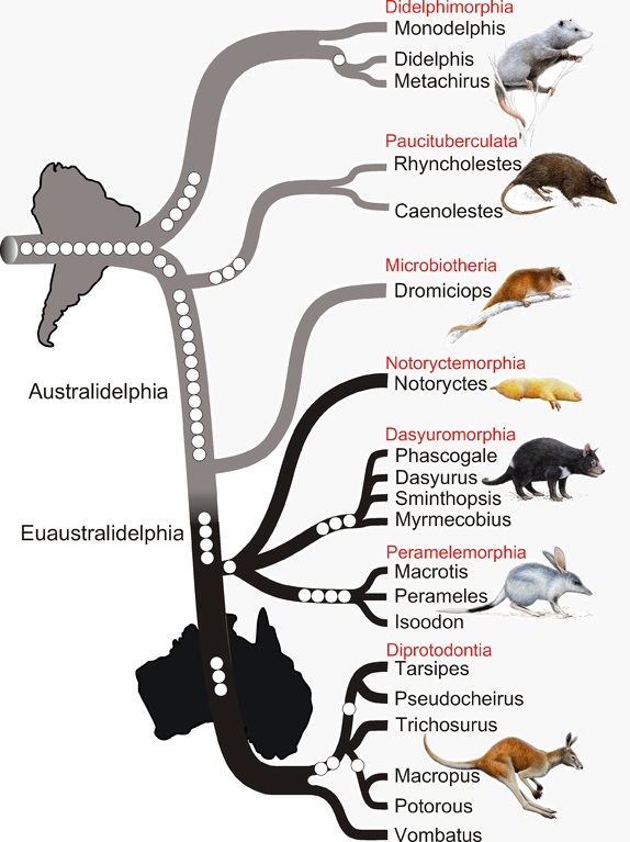 adaptive-radiation-occurs-when-a-population-colonize-a-new-environment