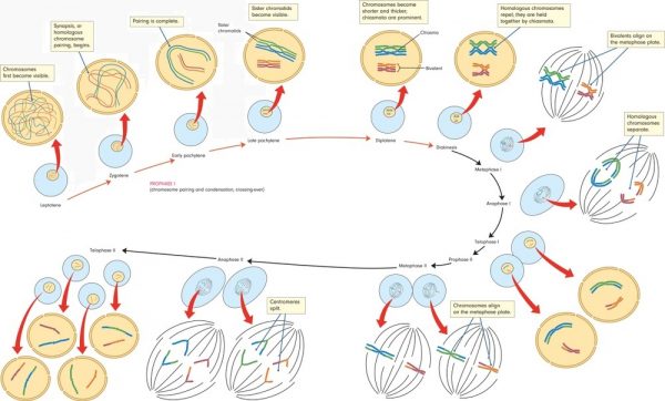 prophase definition biology prophase definition biology