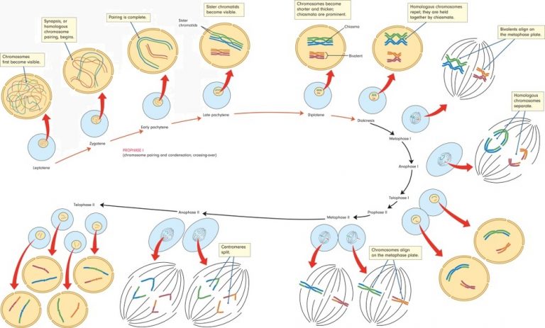 during prophase 1 of meiosis